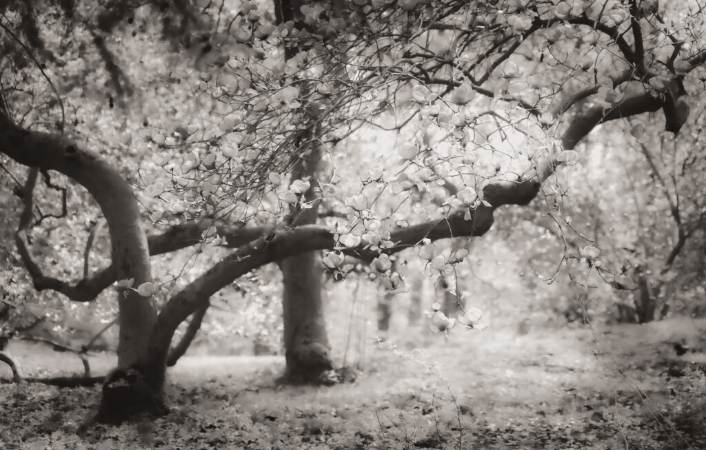 16”x20_Photograph_Black and white soft focus image of magnolia tree in bloom on a sunny day